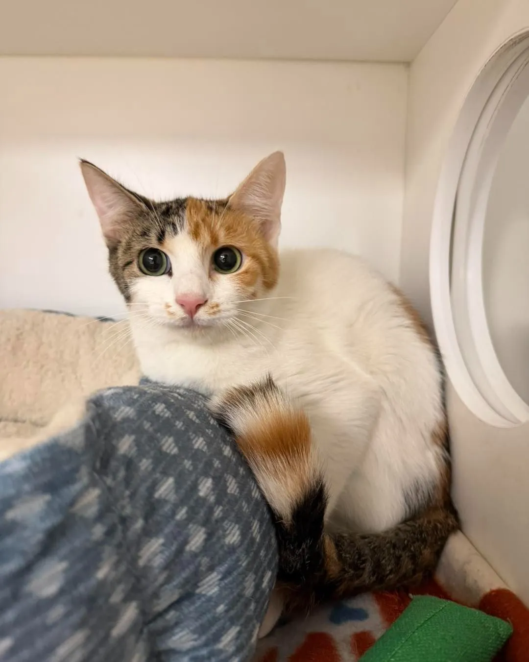 Animal Shelter Office Rescue Cat A peaceful shelter office desk with medical files and a resting rescue cat