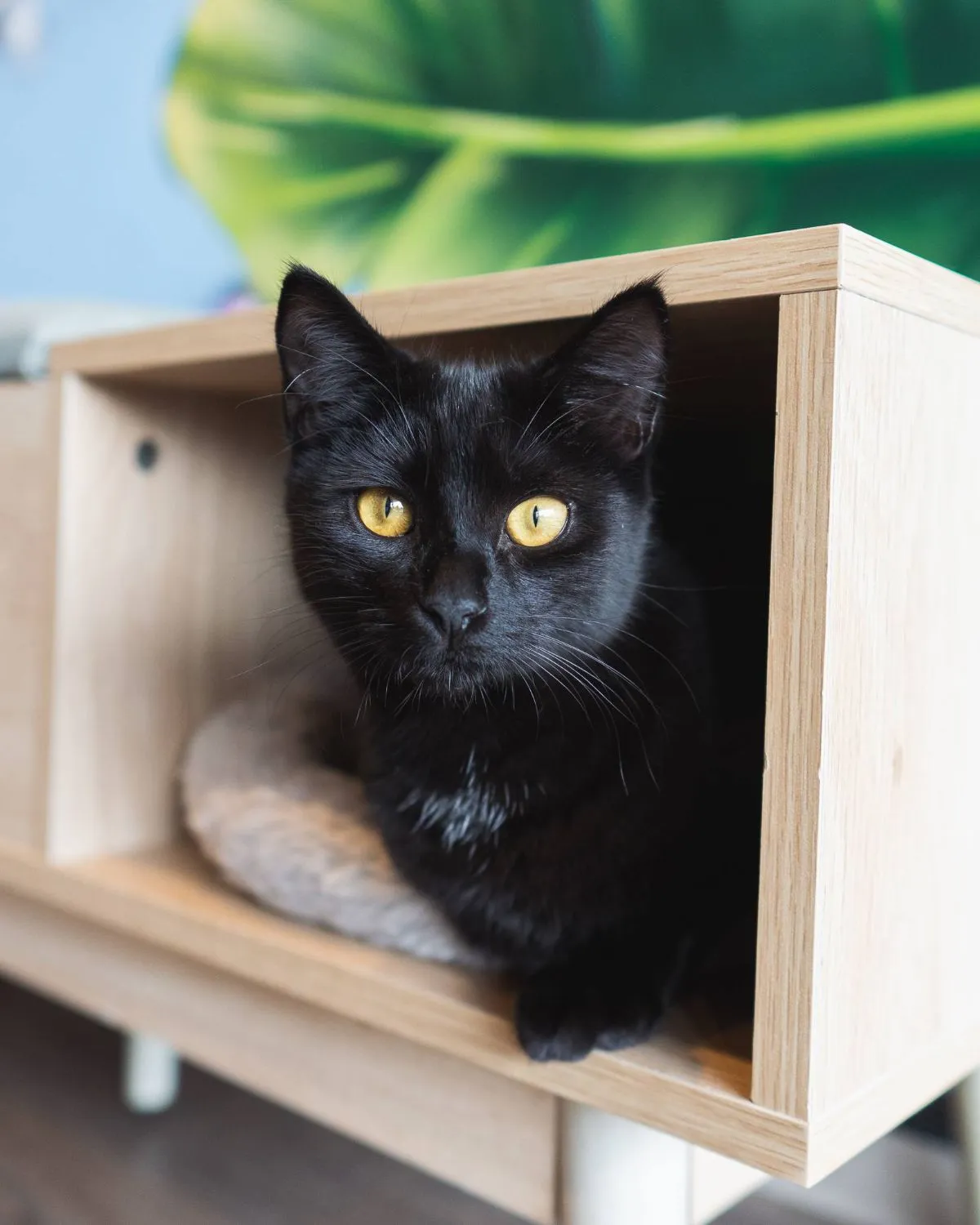 Black cat resting in shelter box Fluffy black rescue cat feeling safe inside a cozy shelter hideaway box