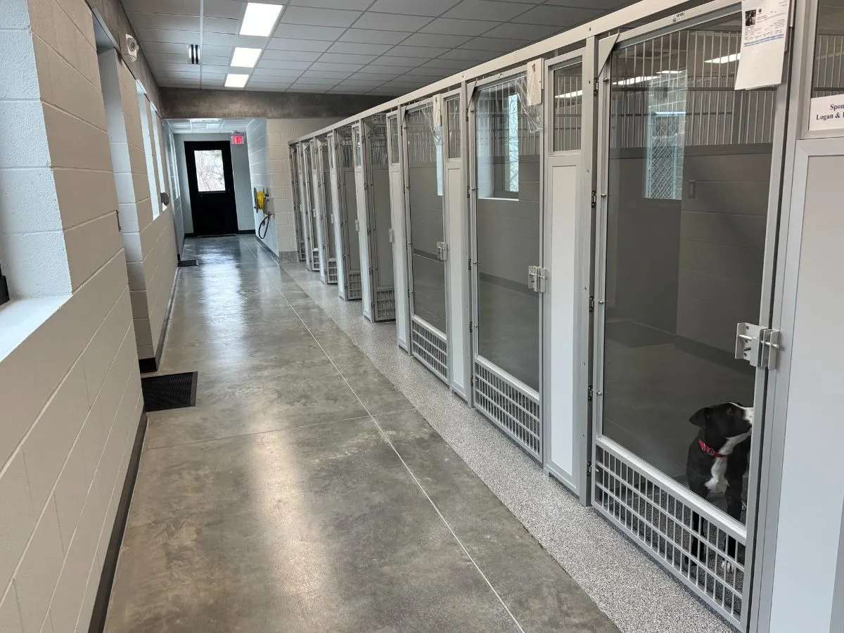 Pristine Animal Shelter Kennel Environment A peaceful and sanitized kennel area inside a professional wildlife sanctuary.