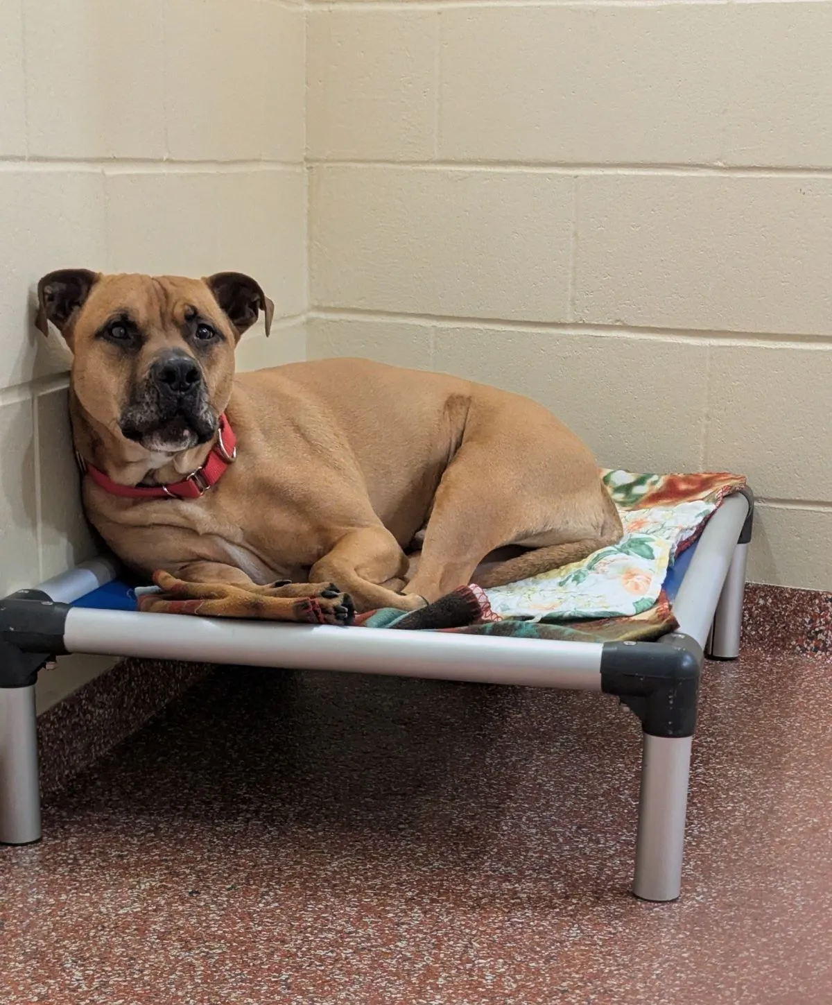 ShelterLaundryVolunteerQuietRole A quiet, softly lit animal shelter supply room with neatly stacked, freshly folded clean towels and blankets, illustrating a calm and independent role ideal for volunteers with social anxiety.