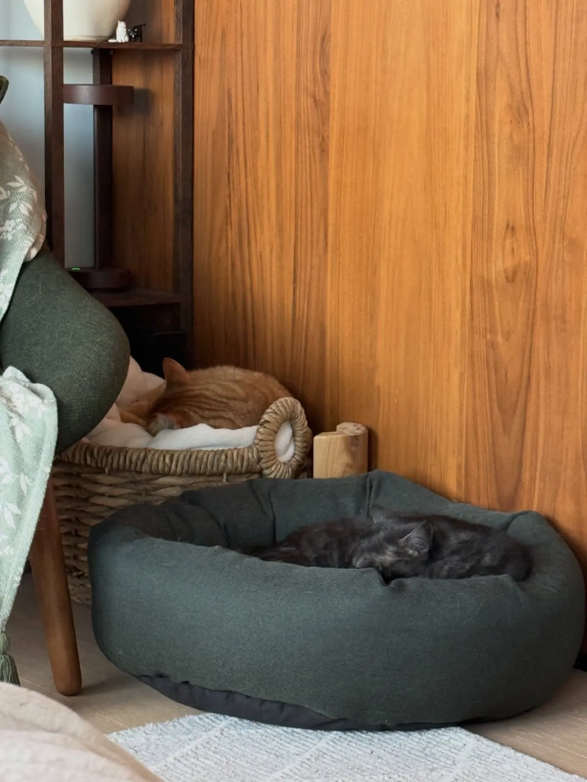 Volunteer reading to shelter cat A volunteer sits quietly reading a book near a relaxed tabby cat in a shelter