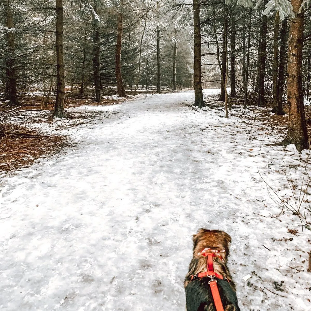 Active Guardian With Foster Dog An active guardian jogging on a forest trail with a high-energy foster dog