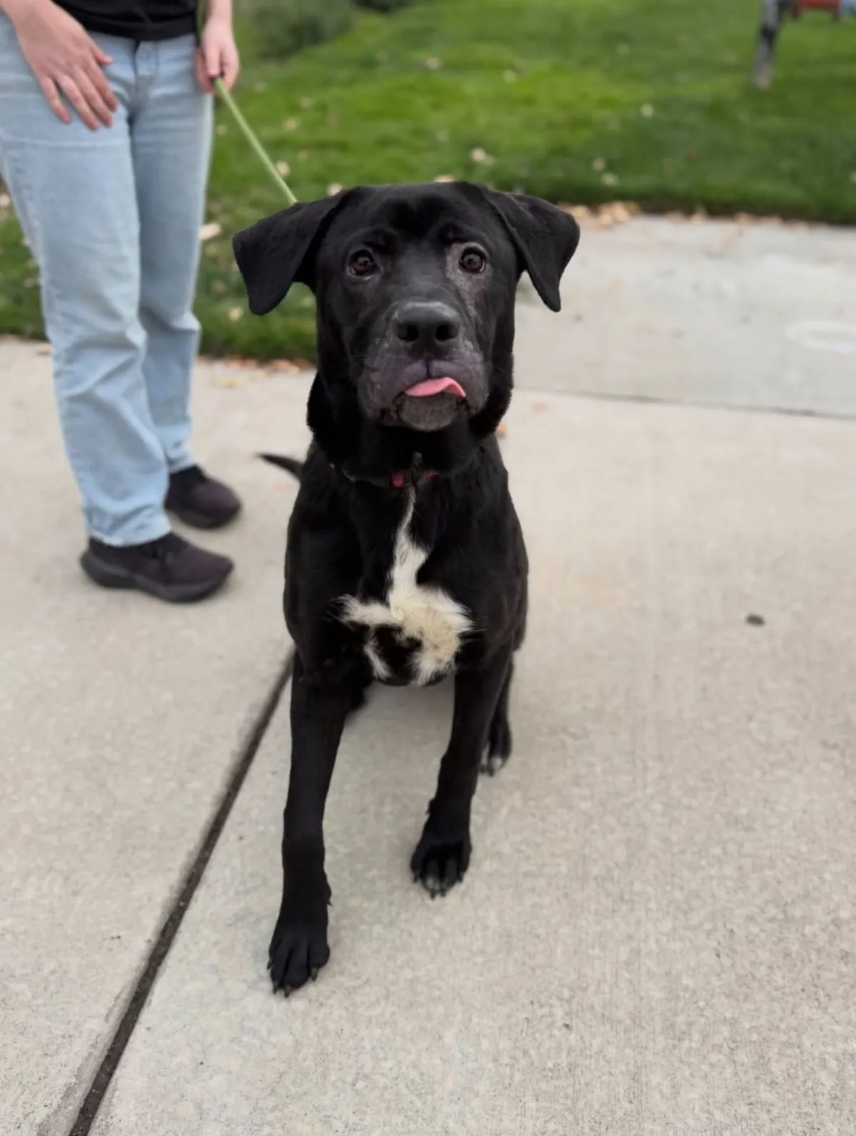 Adopt Cinnamon Adopt Cinnamon
