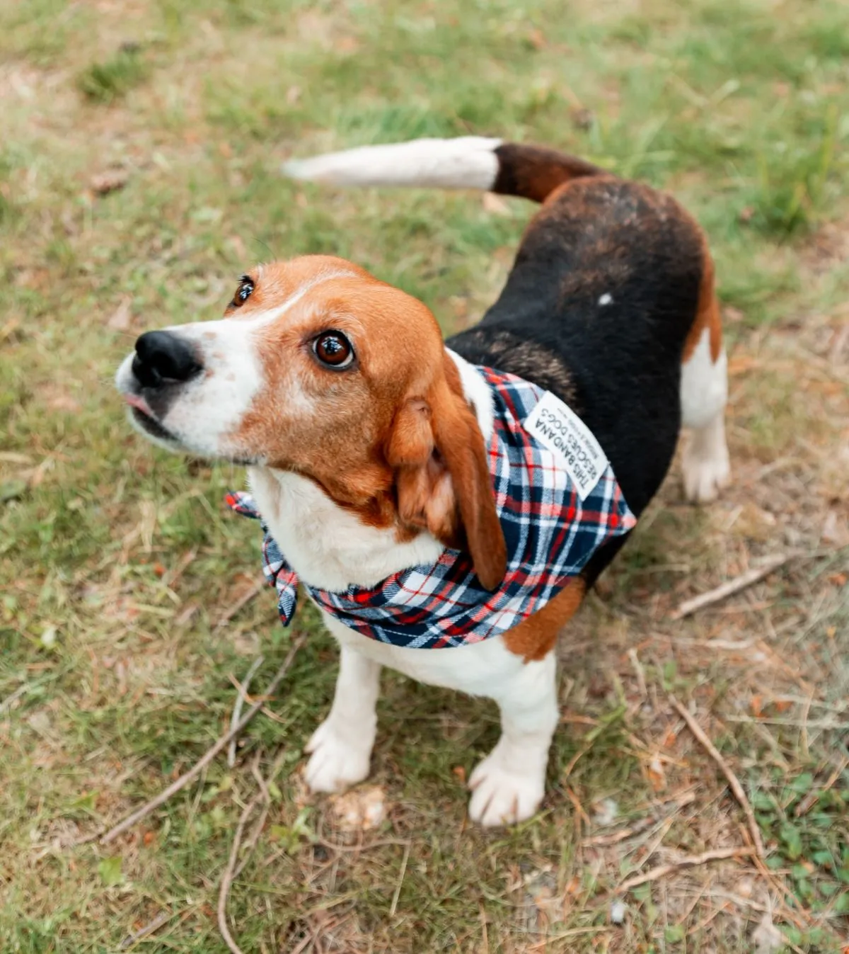 Adopt Dewy Adopt Dewy