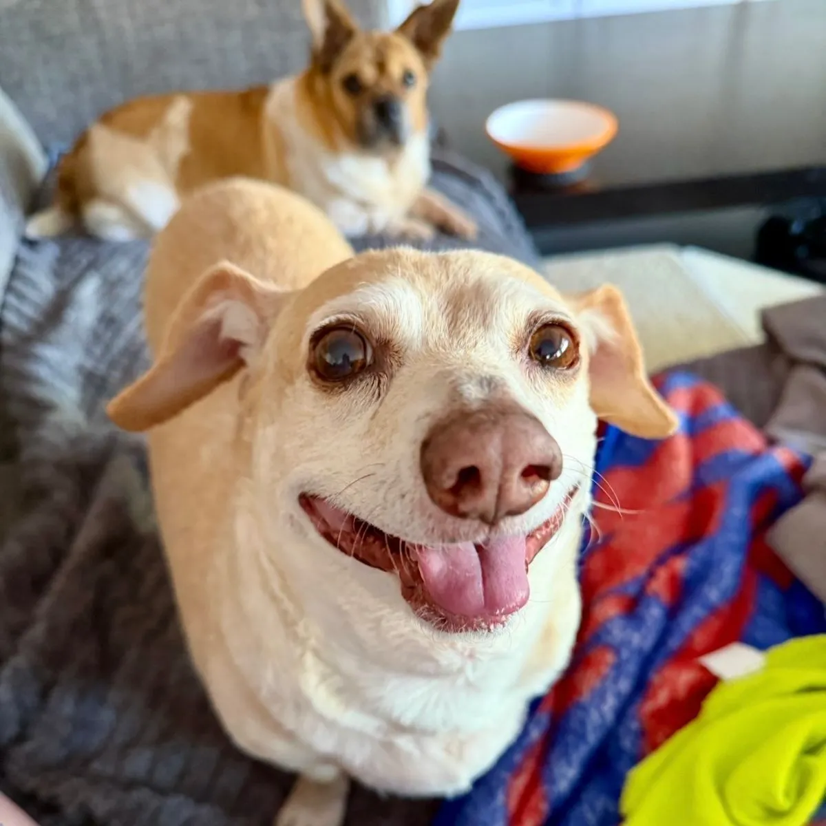 Adopt Jack