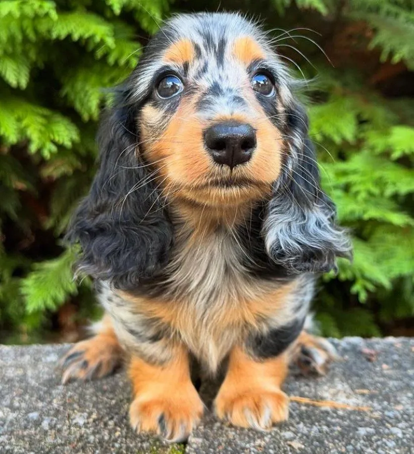 Adopt Jasper