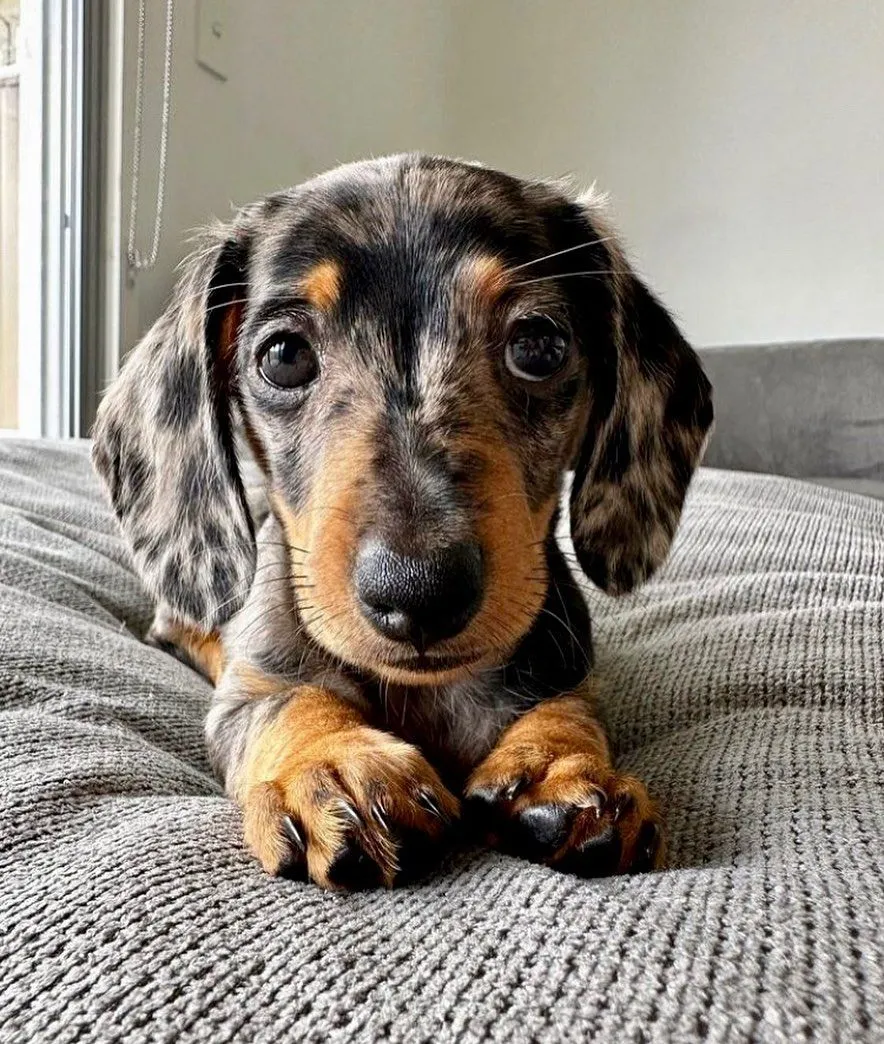 Adopt Marlene