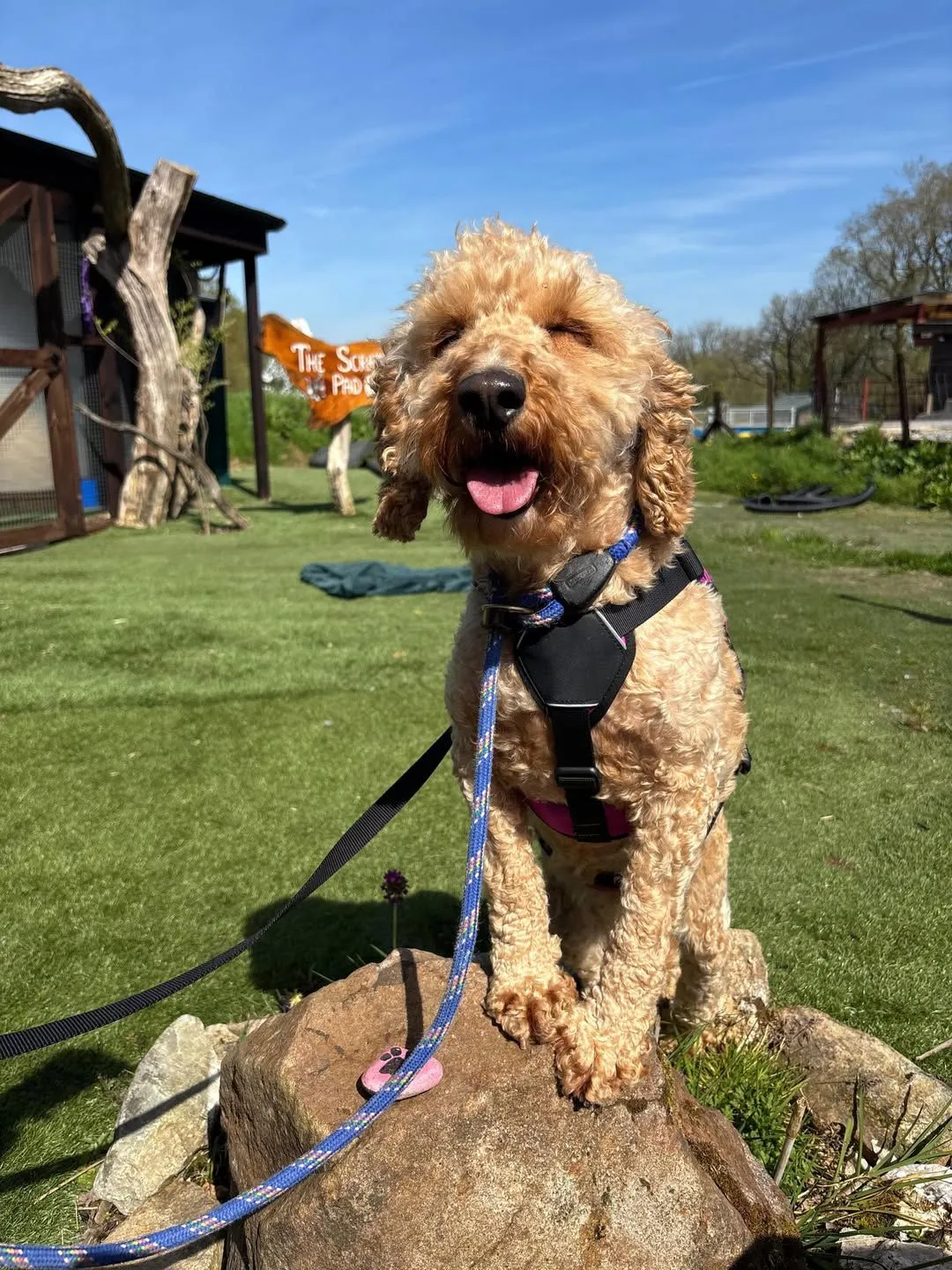 Adopt Toby