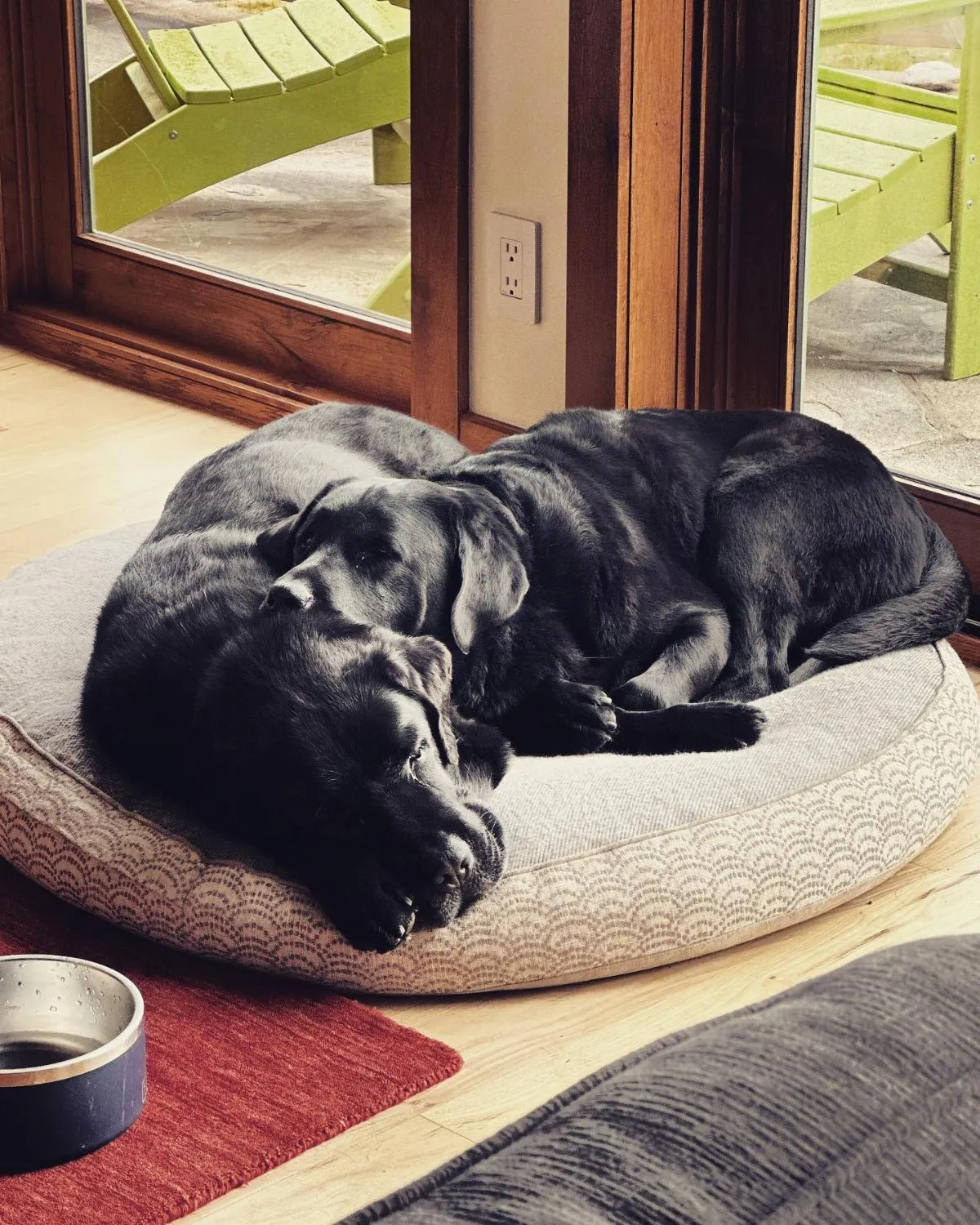 An adult black lab mix foster dog sleeping in a sunbeam, illustrating a good match for a full-time worker's schedule.