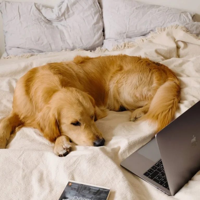 A calm adult dog resting on a rug in a quiet living room during a typical workday.
