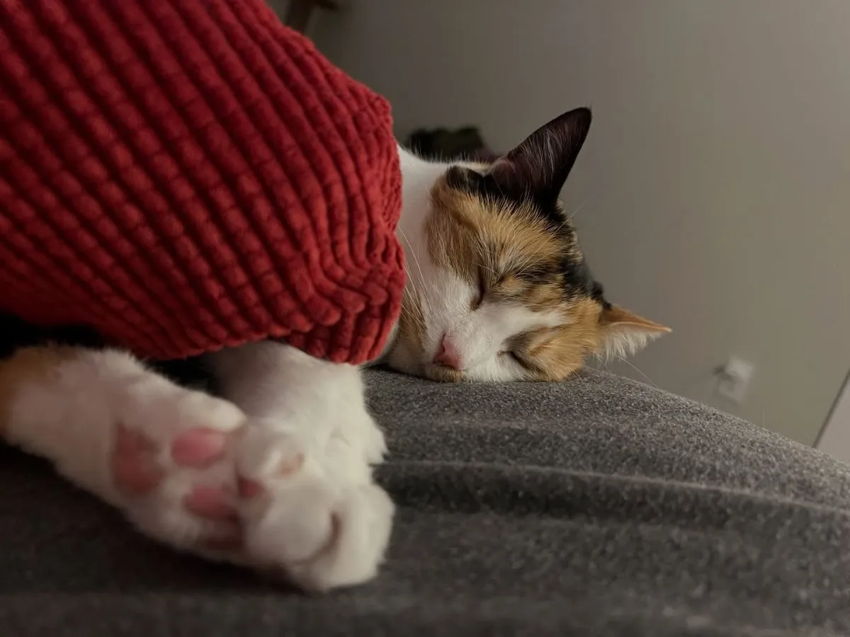 Rescue cat sleeping peacefully on a blanket in a temporary foster home