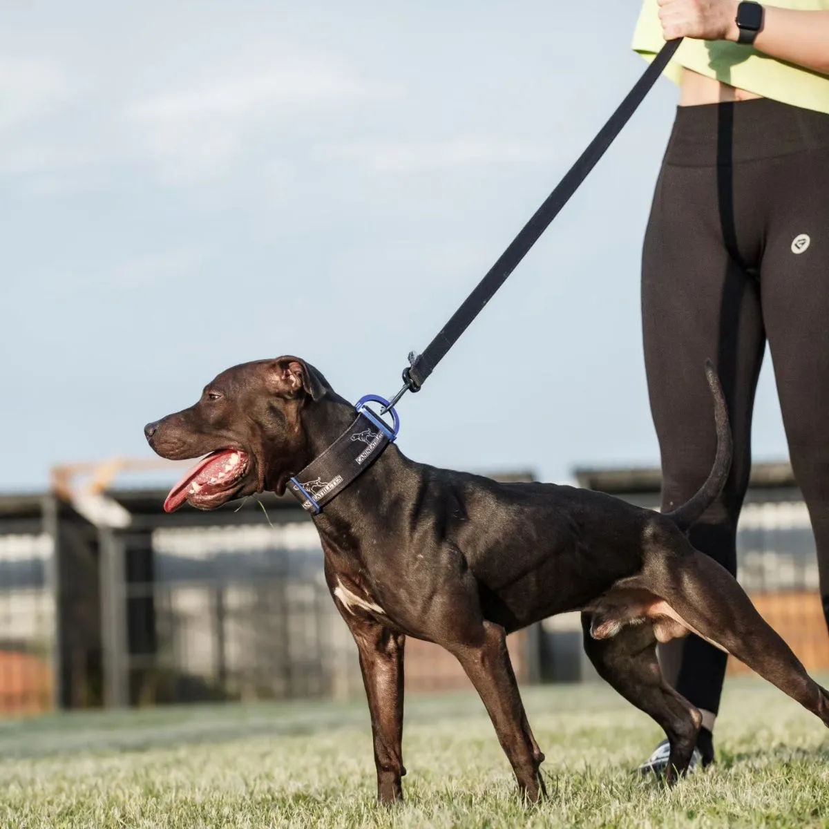 Consistent Dog Leash Routine A guardian establishing a morning potty routine with a leashed rescue dog