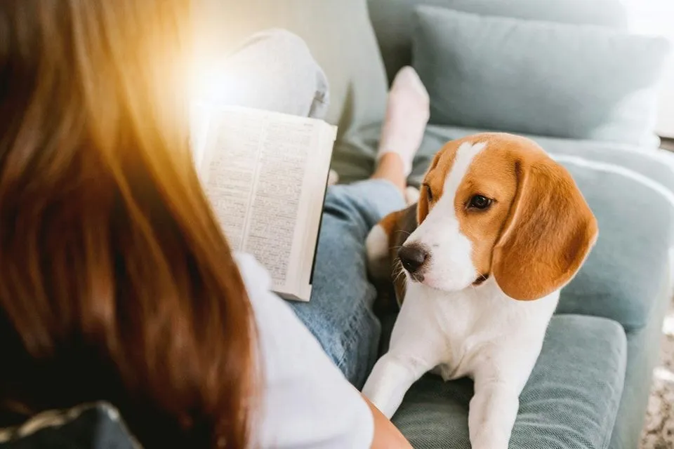 Person writing detailed behavior notes about their foster dog in a journal