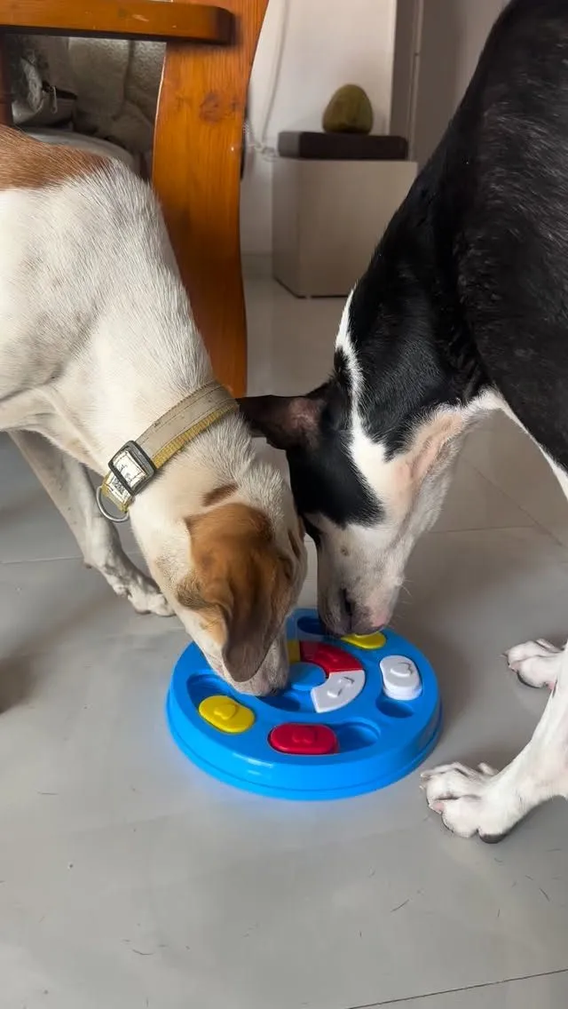 A foster dog engaged with a puzzle toy, providing mental stimulation while home alone.