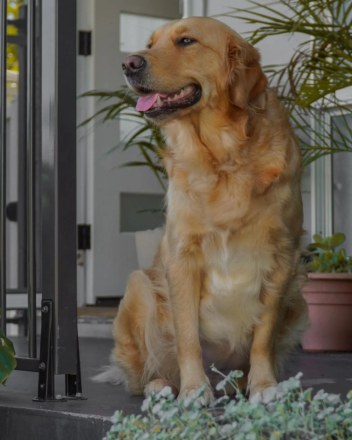Large energetic foster dog looking out an apartment window