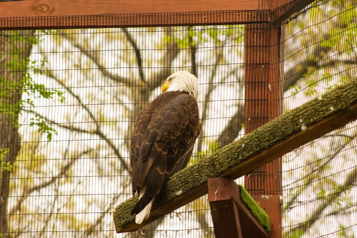 A rescued eagle perched safely on a branch inside a natural sanctuary enclosure