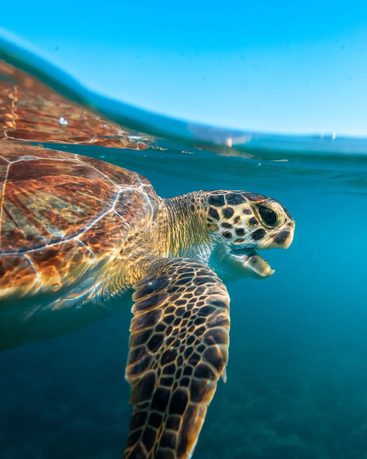 A healthy sea turtle swimming in its natural ocean habitat