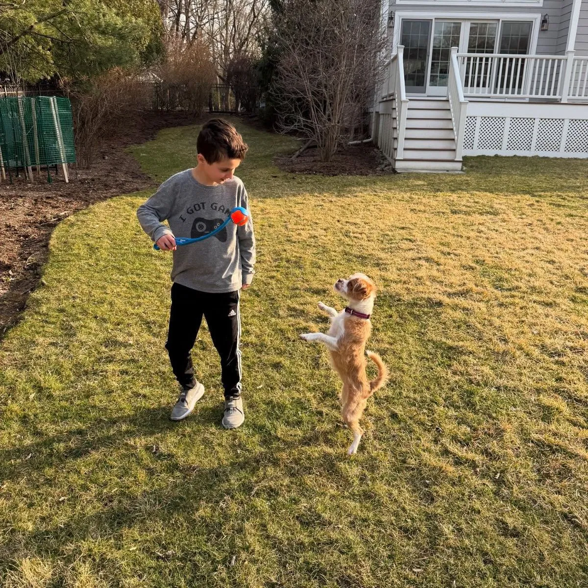 A foster dog playing fetch in a yard, demonstrating how to manage a dog's energy when working full time.