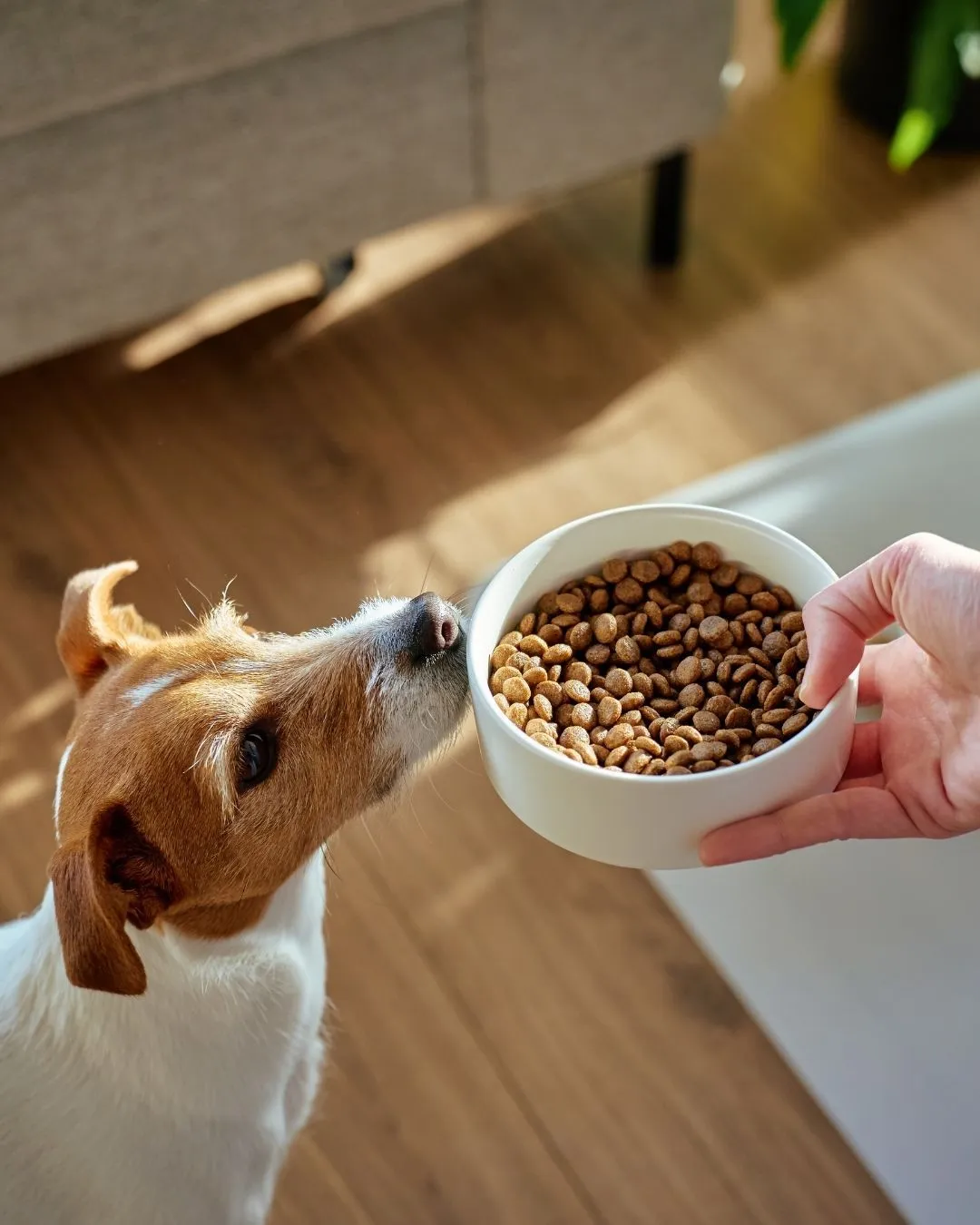 A person preparing a meal for their foster dog as part of a daily routine.