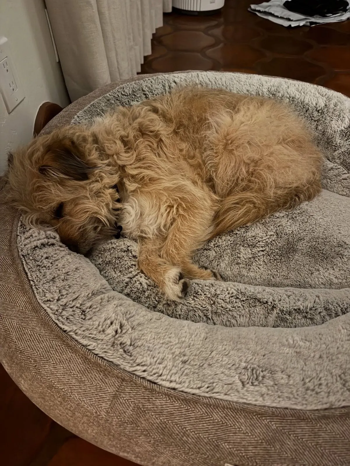 A sample daily schedule for a foster dog written on a whiteboard in a cozy home.