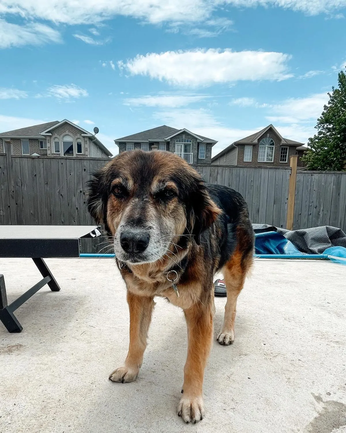 Foster dog sitting calmly for a photo A well-behaved rescue dog demonstrating good training skills while sitting on a path