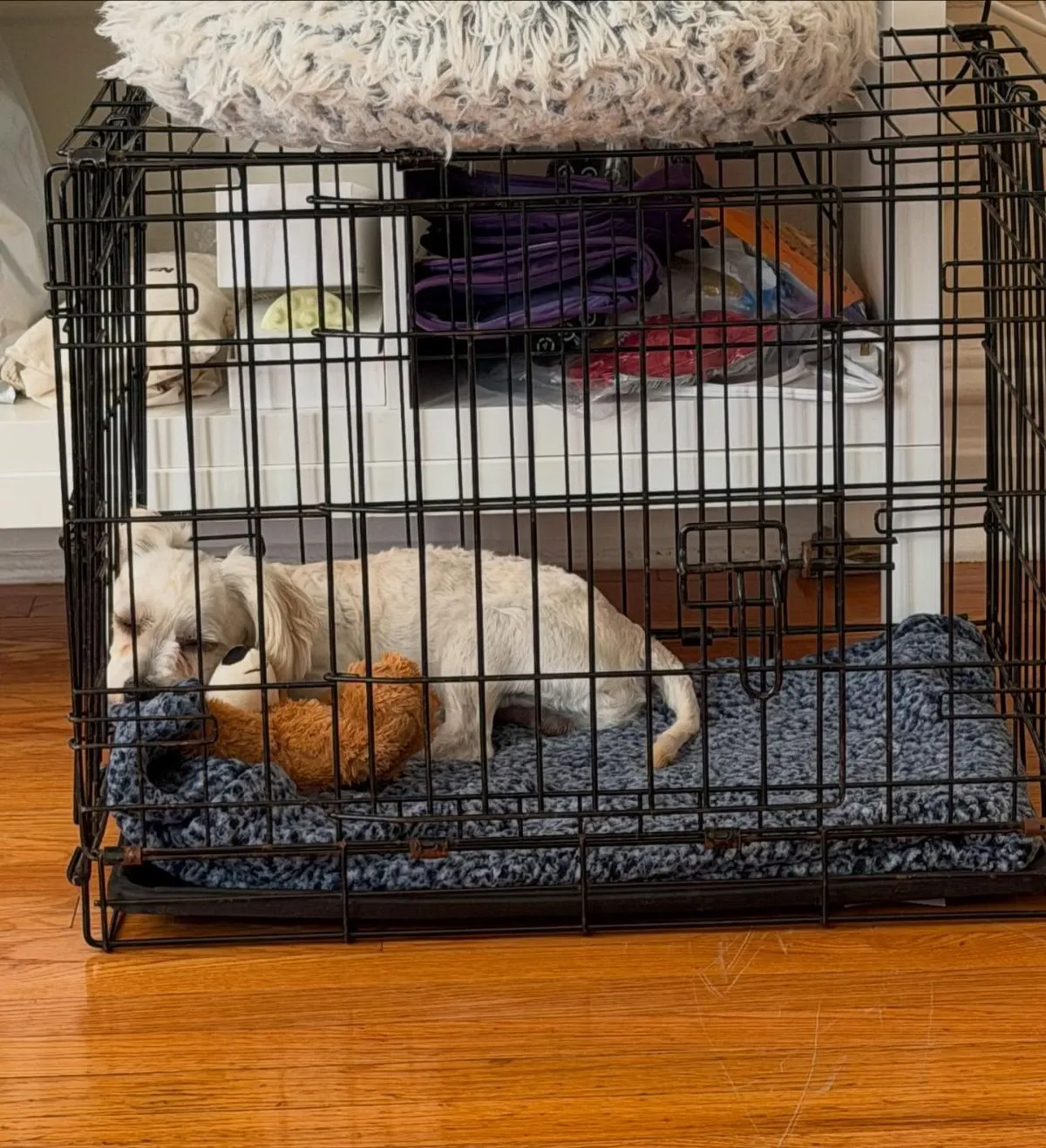 A content foster dog resting in a comfortable, den-like crate set up as a safe space.