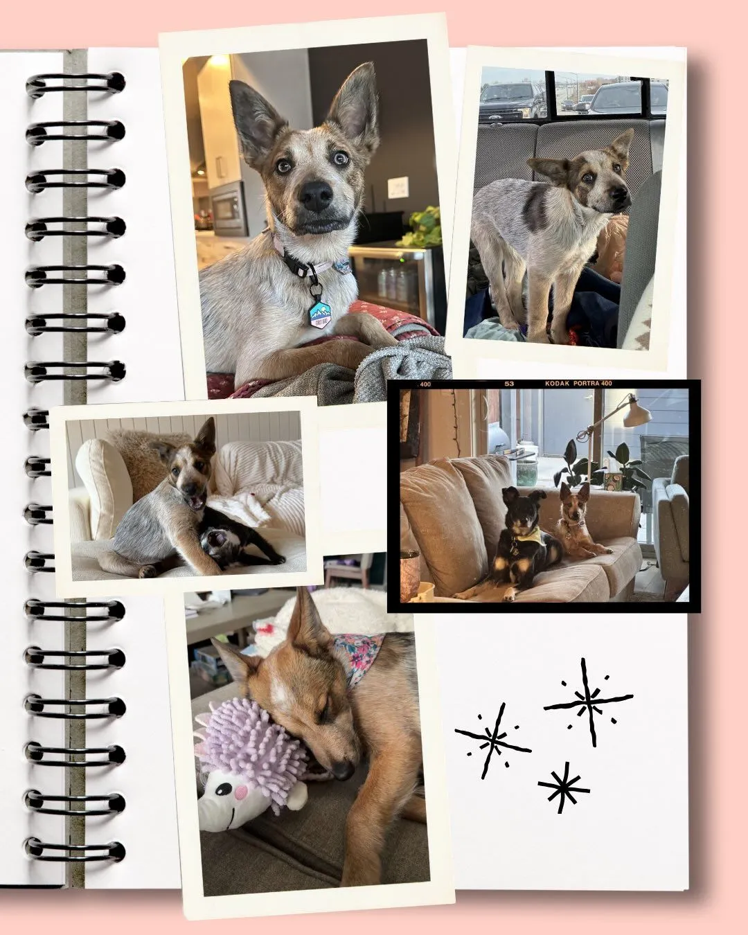 A foster parent writes in a notebook while a rescue dog rests on a bed, gathering valuable behavior data.