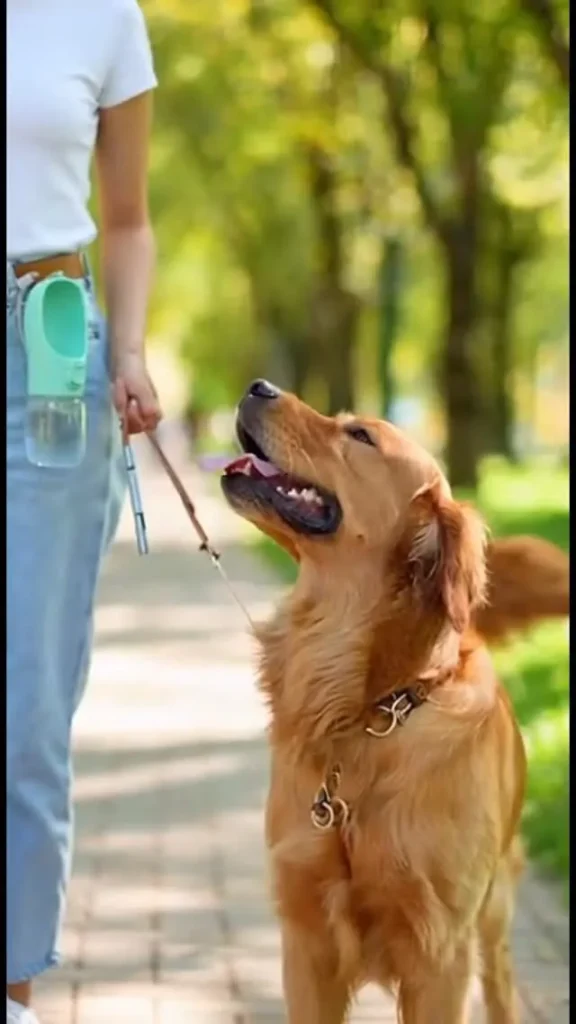 A happy dog being walked on a leash by their owner on a beautiful tree-lined park path.