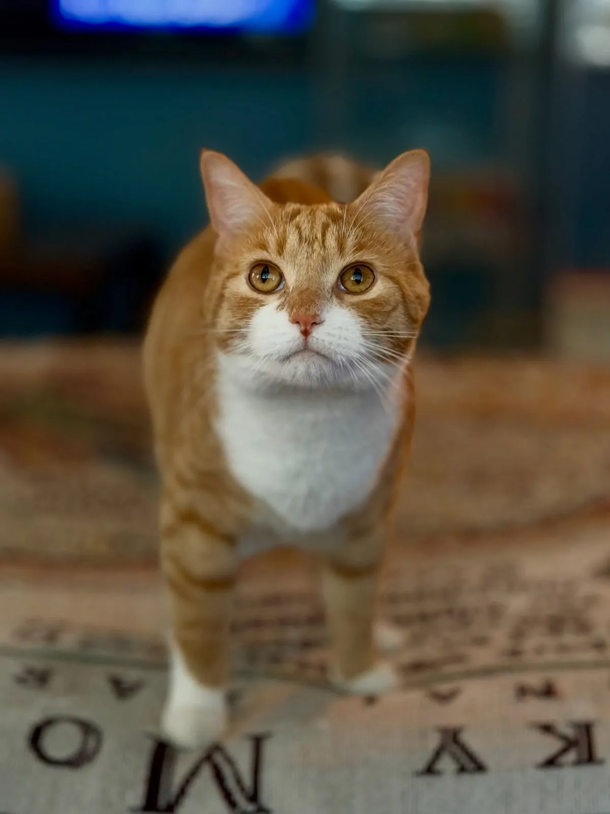 A close up of a rescue cat with bright green eyes sitting by a window in a shelter