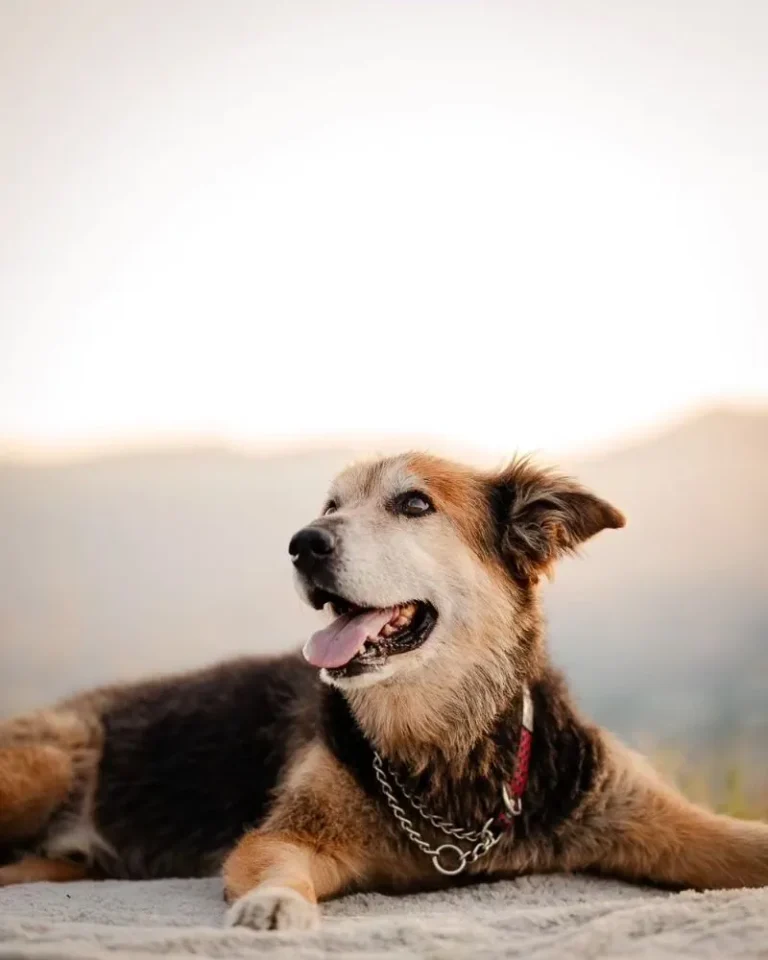 A happy scruffy foster dog looking up affectionately while being petted in a bright, warm living room.