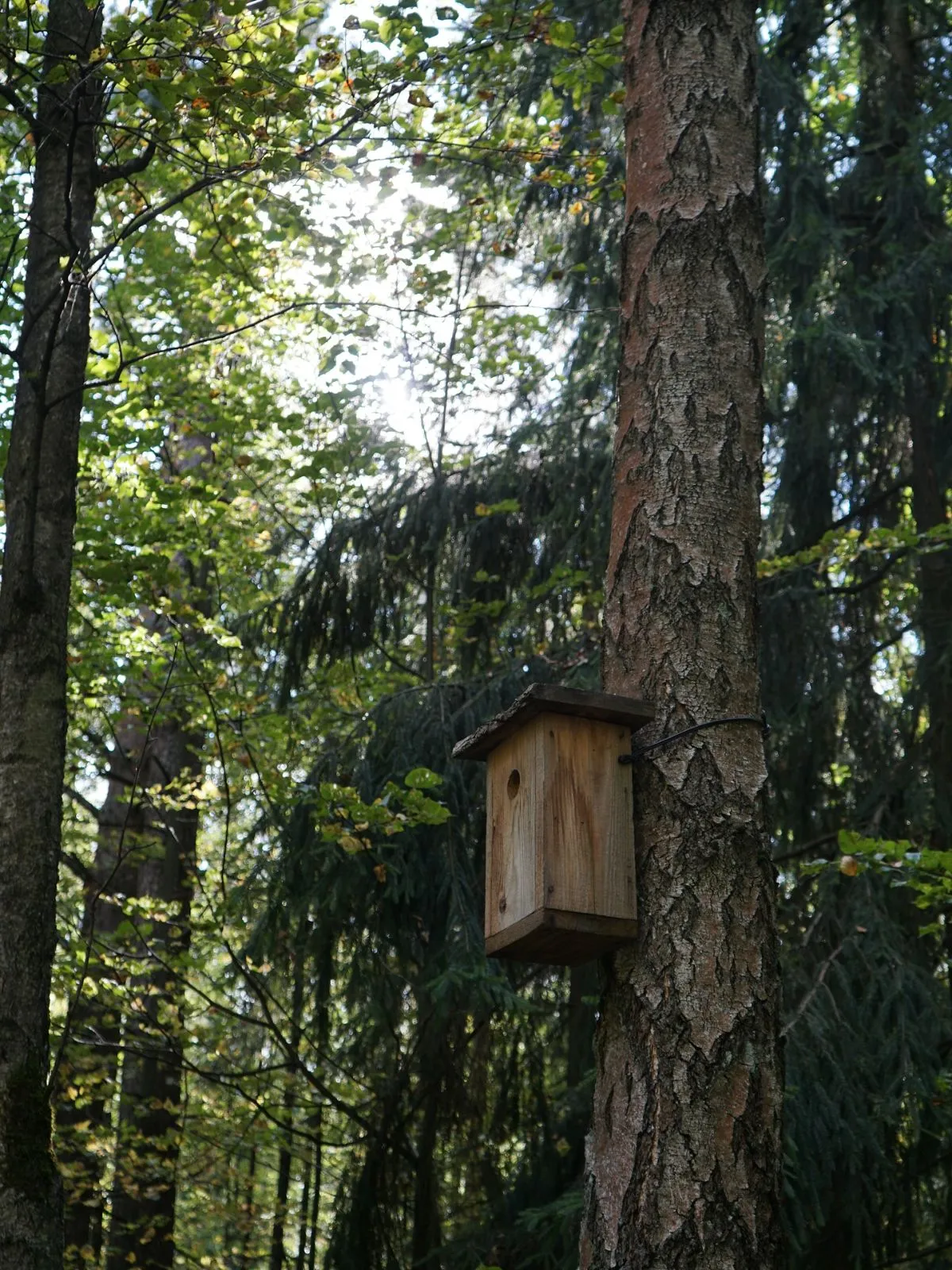 A natural habitat setting at a licensed wildlife rehabilitation center