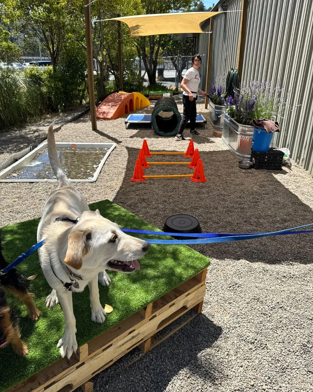 Maintained animal shelter outdoor play yard A clean and secure outdoor play space for rescue dogs at an animal shelter