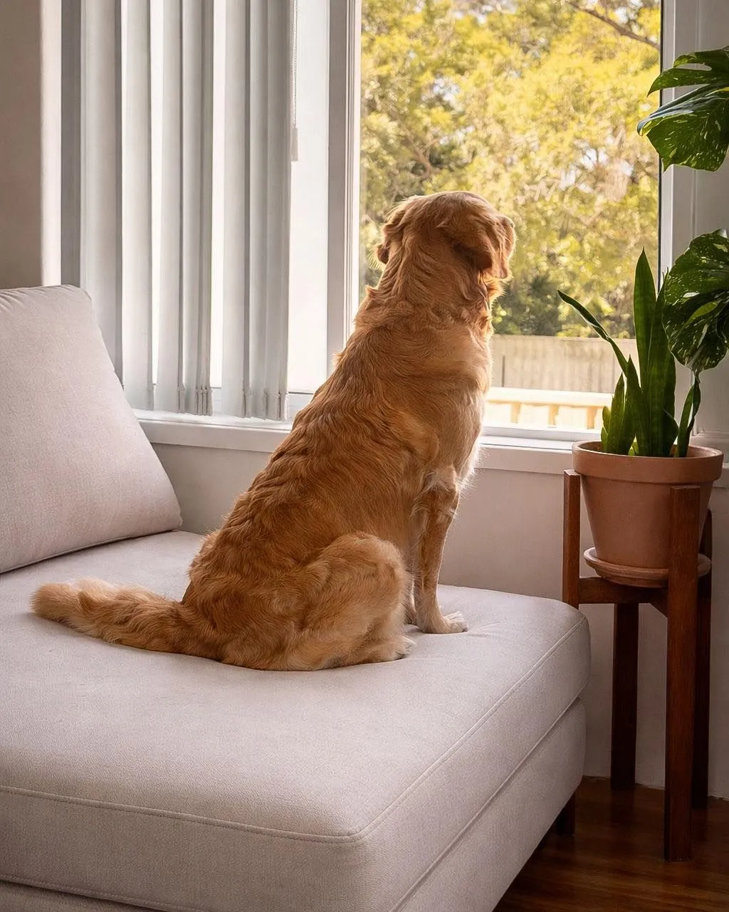 Foster guardian gently observing a shy rescue dog in a living room setting