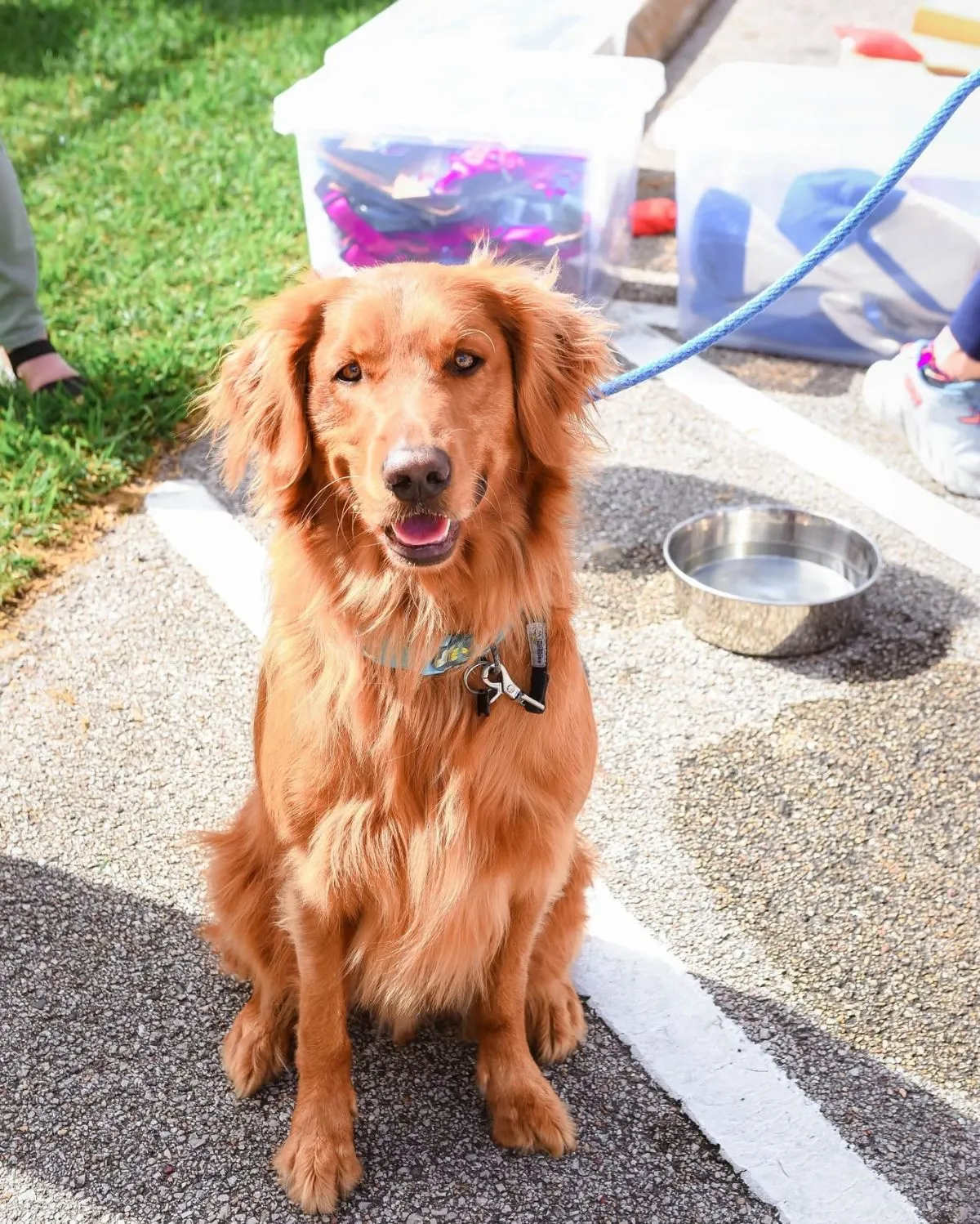 Outdoor Dog Adoption Drive Volunteer A rescue dog sitting on the grass during an outdoor community adoption drive.