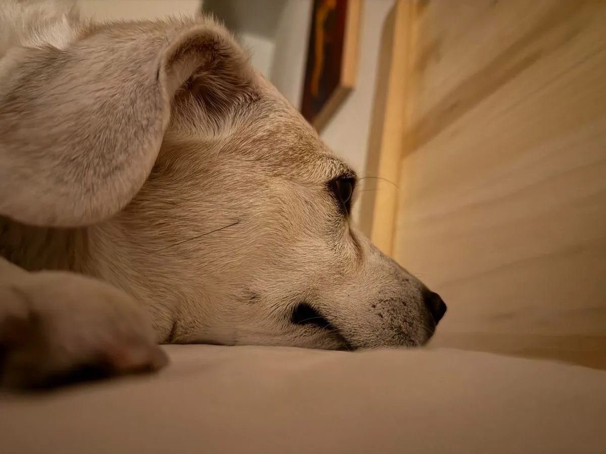 A calm rescue dog resting comfortably thanks to funding from animal welfare grants.