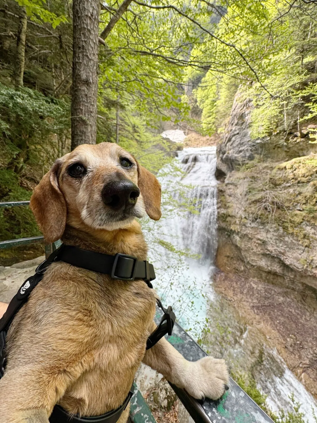 A person holding a dog leash gently during an outdoor walk