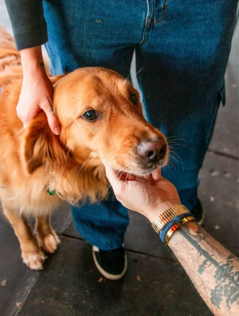 A volunteer wearing durable jeans and closed-toe sneakers standing next to a dog in a clean animal shelter environment.