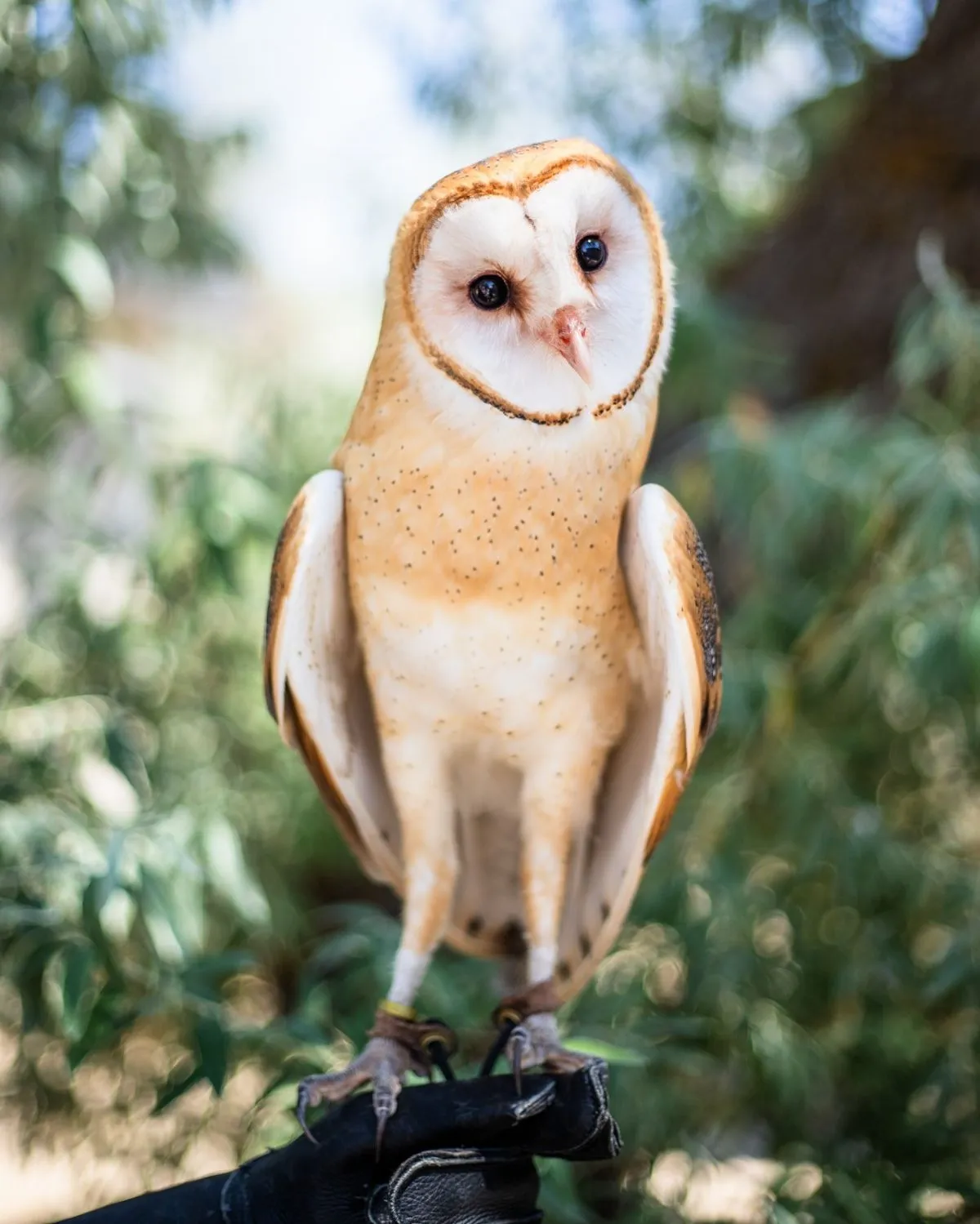 A calm owl resting on a branch inside a safe, ethical wildlife rehabilitation enclosure funded by donations.