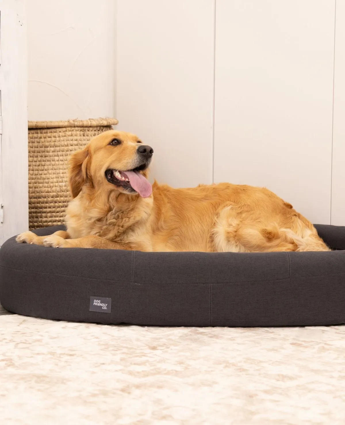 A rescue dog resting peacefully in a sanctuary space while a remote volunteer types on a laptop