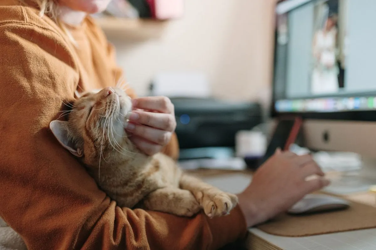 A remote volunteer typing on a laptop with a rescue cat sleeping beside them.