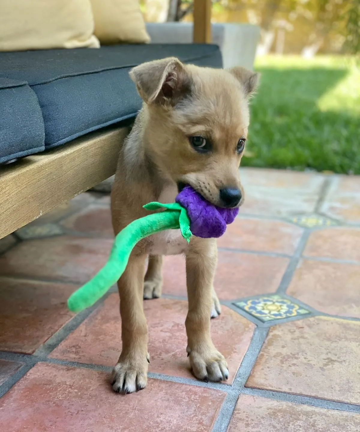 A rescue dog curiously interacts with an enrichment puzzle toy in a home setting.