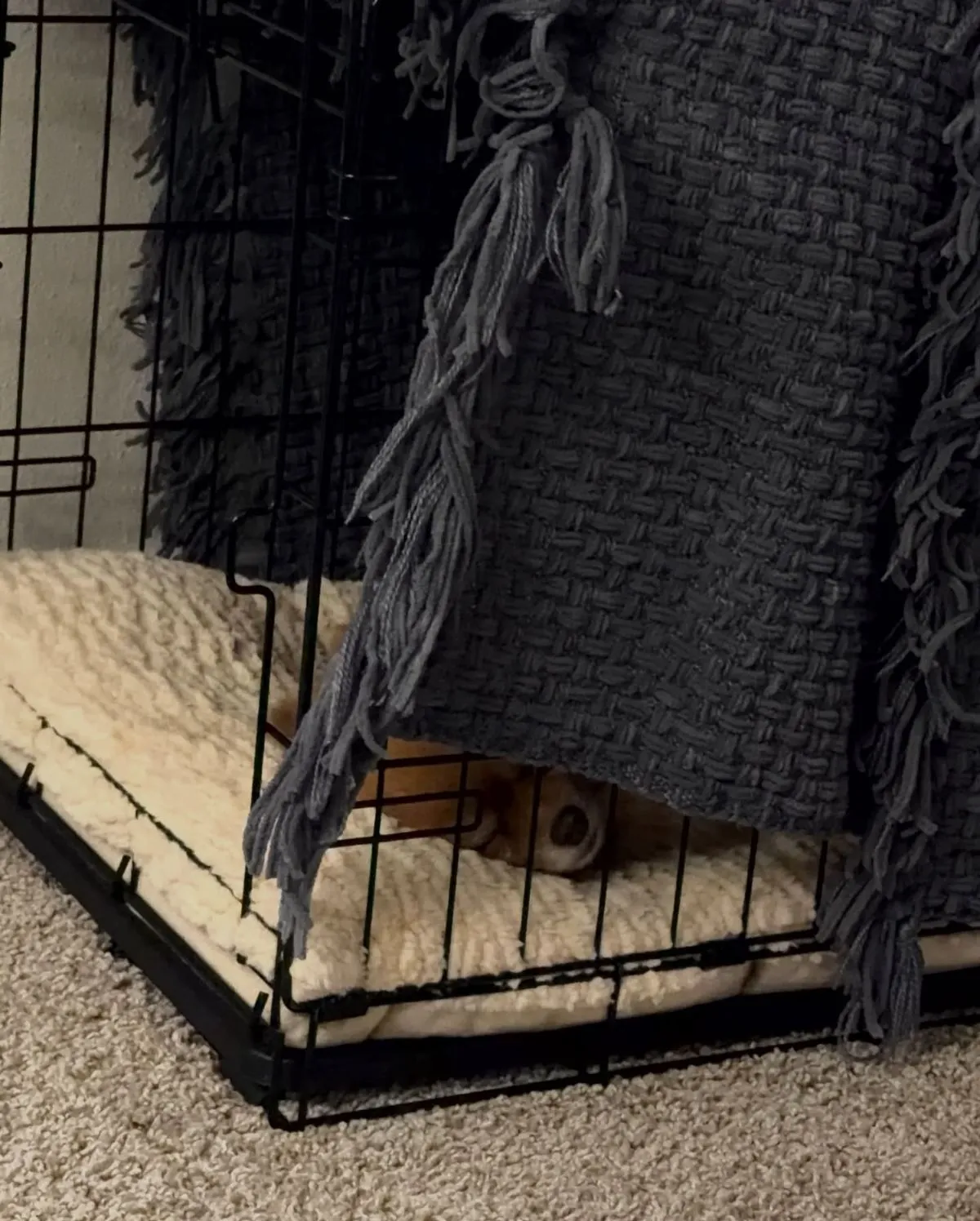 A comfortable and safe designated area in a home for a foster dog with a bed, crate, and toys.
