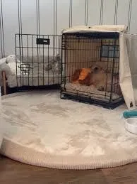 A comfortable and quiet dog crate set up in a peaceful room to help a rescue dog decompress