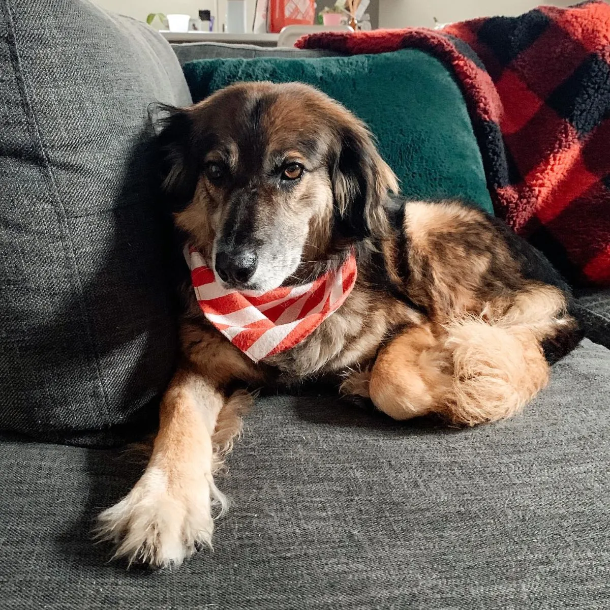 Senior Dog Resting Indoors Senior rescue dog with cloudy eyes resting peacefully on an orthopedic bed