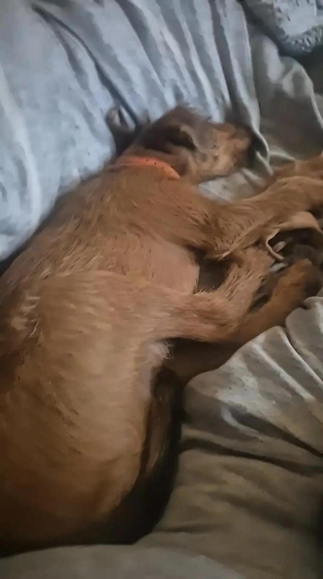 Senior foster dog resting on a cozy indoor bed A calm senior dog resting indoors, demonstrating that low energy dogs do not require a fenced yard for exercise