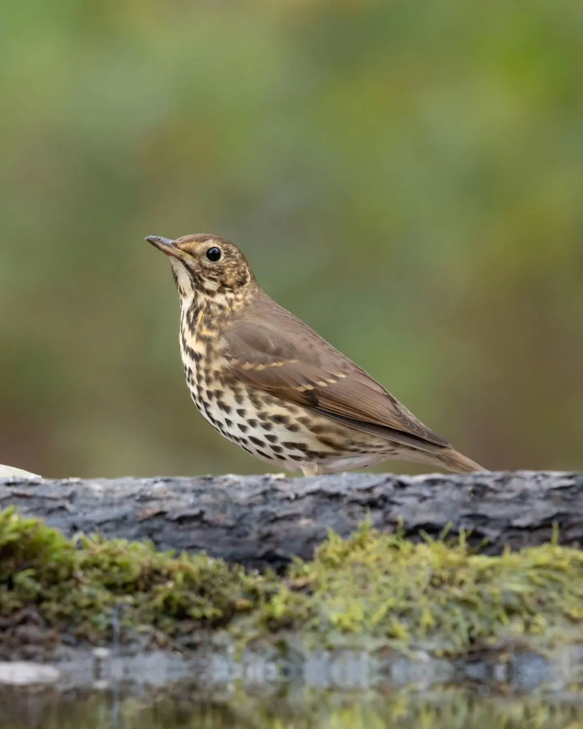 A small wild bird with ruffled feathers perched on a branch in a natural woodland environment