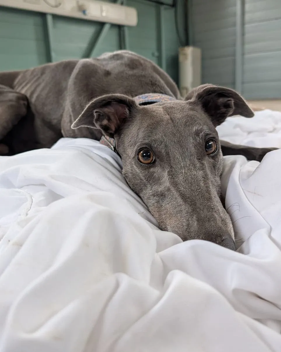 A foster dog resting comfortably in a home equipped with monitoring technology.