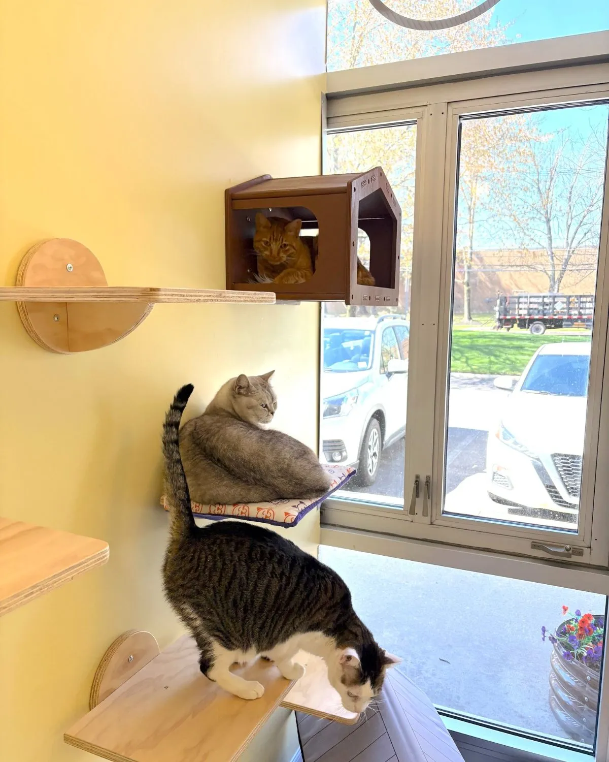 Timid rescue cat resting in clean shelter A rescue cat relaxing comfortably in a freshly sanitized and enriched shelter enclosure
