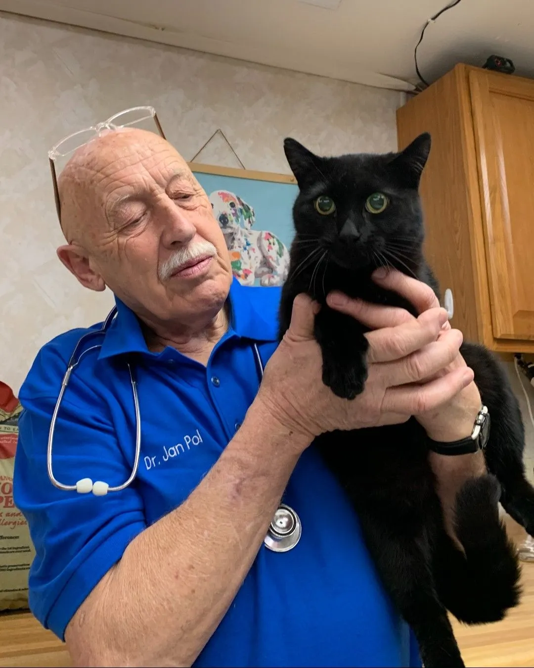Veterinarian examining injured cat after dog encounter Veterinary professional carefully assessing a feline patient for injuries in a quiet exam room