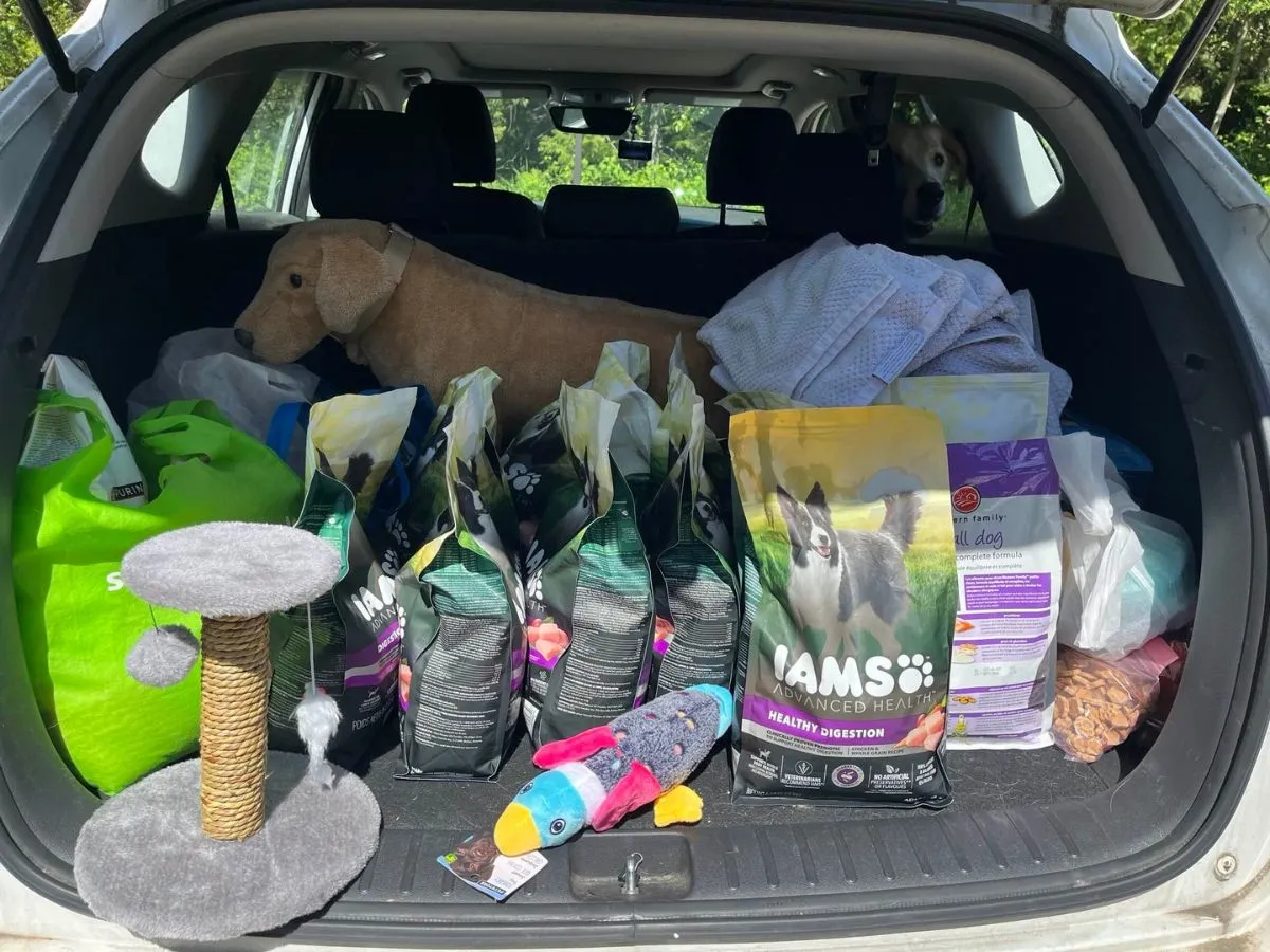 Volunteer loading rescue supplies Volunteer organizing donated pet food and blankets in a vehicle